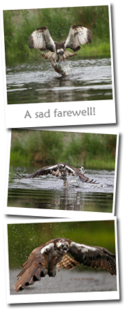 Farewell Ospreys