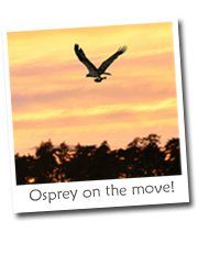 Our Osprey is on the move!