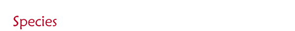 Species